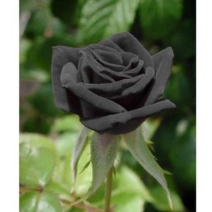 Meet your Posher, Ferni